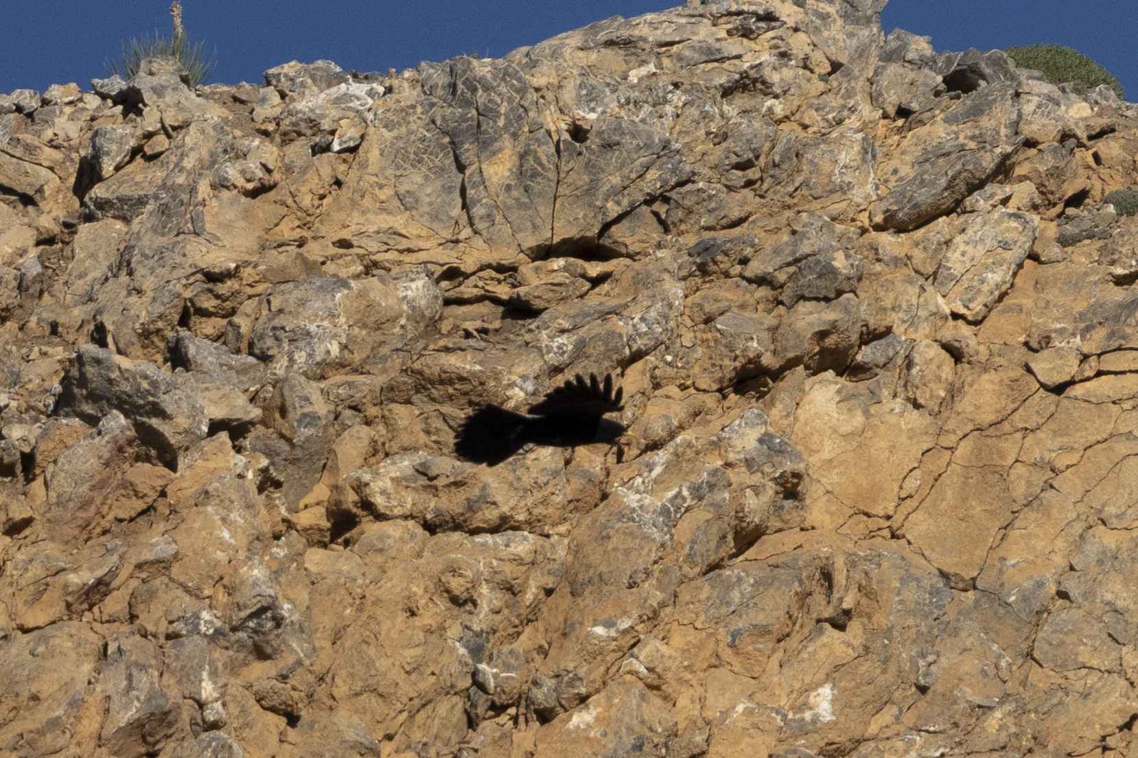 Sarıgagalı dağ kargası